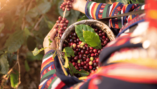 GUATEMALA NACIMIENTOS | October 2022 - Merlo Coffee