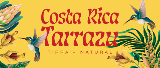 COSTA RICA TARRAZU | April 2023 - Merlo Coffee
