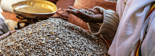 Ethiopia Goro Udo | February 2022 - Merlo Coffee