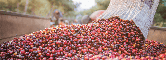 Guatemala RFA Organic | January 2022 - Merlo Coffee