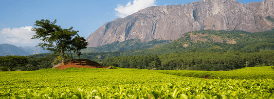 Malawi Pamwamba | April 2022 - Merlo Coffee