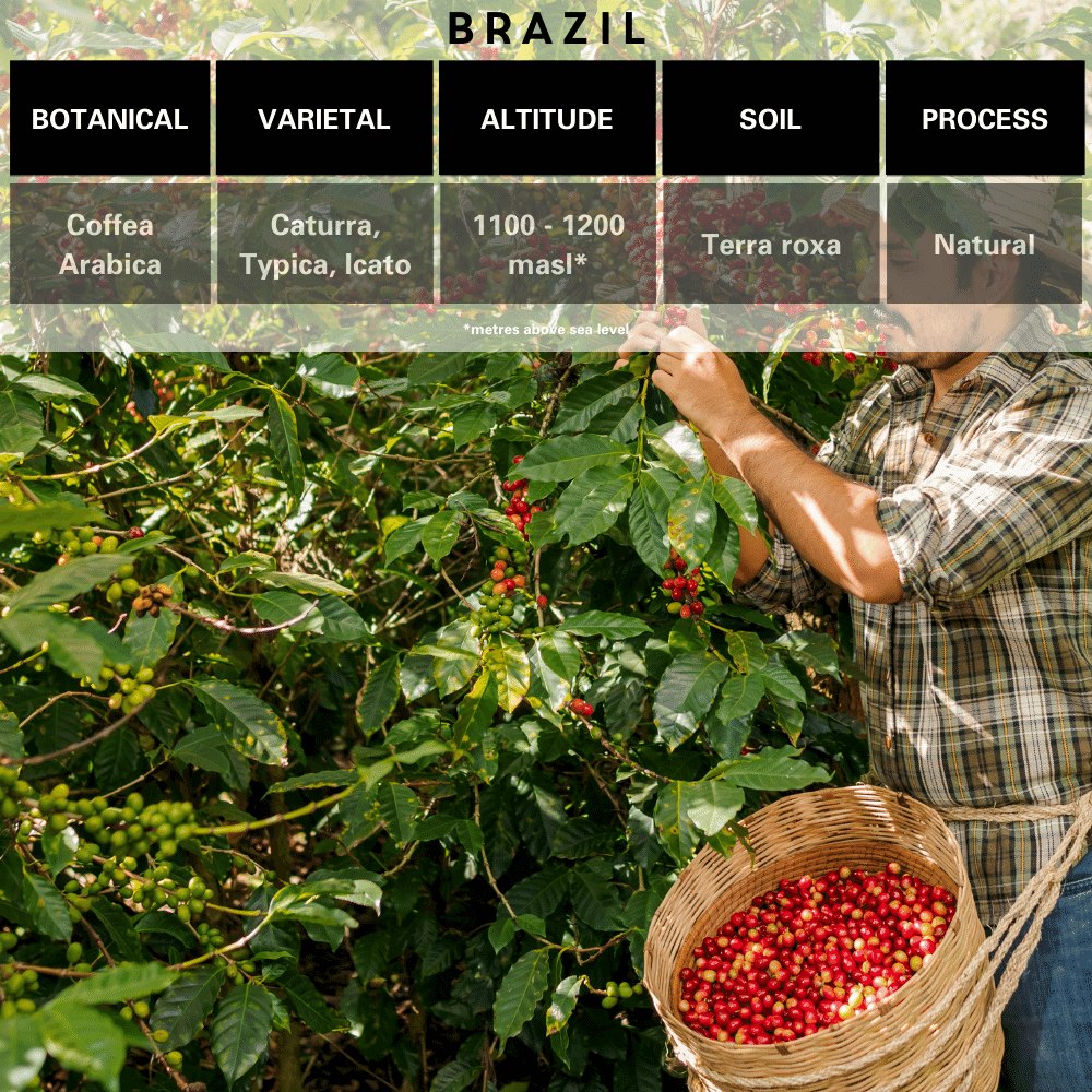 Brazil Single Origin Botanical, Varietal, Altitude, Soil, Natural Process