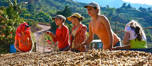 The Story of The Three Sisters - Merlo Coffee