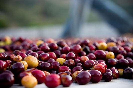 Anatomy of a coffee cherry - Merlo Coffee