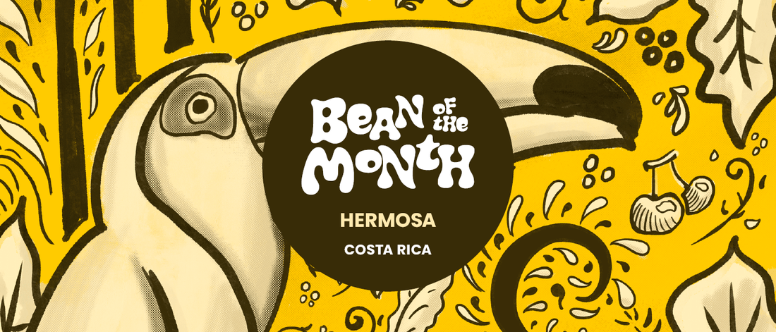 COSTA RICA HERMOSA | August 2025 - Merlo Coffee