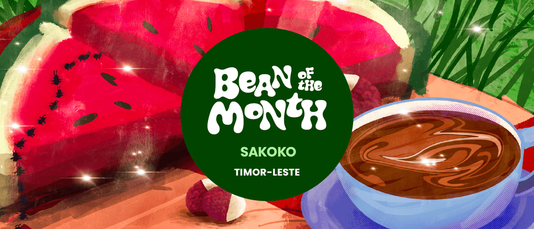 TIMOR LESTE SAKOKO | November 2025 - Merlo Coffee