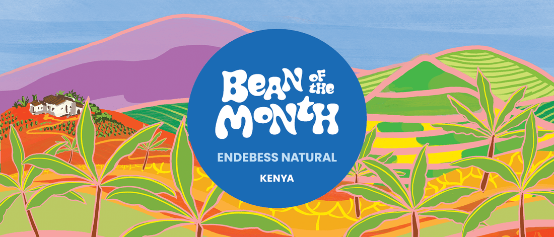 KENYA ENDEBESS NATURAL | January 2026 - Merlo Coffee