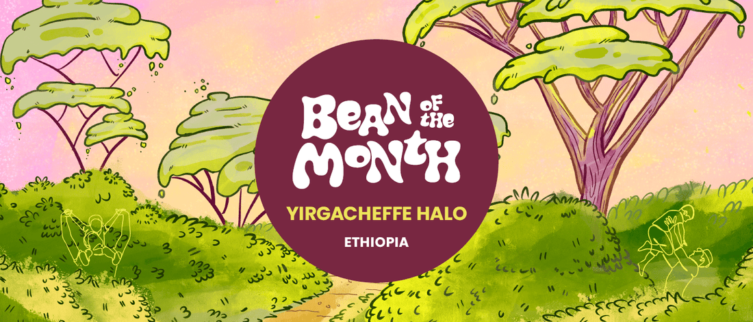 ETHIOPIA YIRGACHEFFE HALO | September 2025 - Merlo Coffee