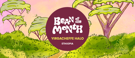 ETHIOPIA YIRGACHEFFE HALO | September 2025 - Merlo Coffee