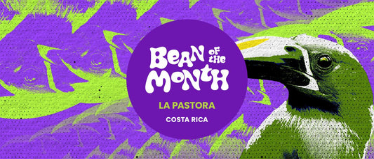 COSTA RICA LA PASTORA | JUNE 2026 - Merlo Coffee