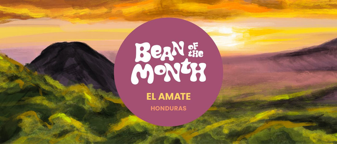 HONDURAS EL AMATE | OCTOBER 2026 - Merlo Coffee