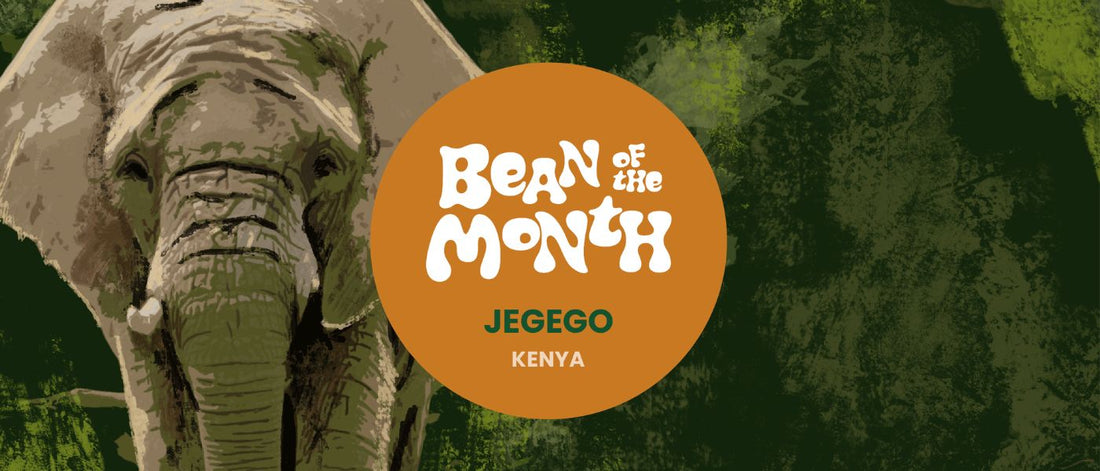 KENYA JEGEGO | JULY 2026 - Merlo Coffee