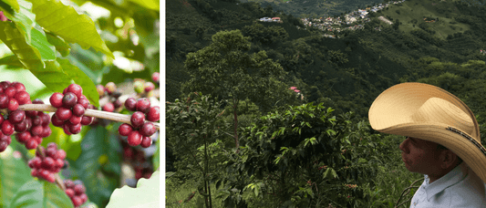 Why Coffee Prices Are Rising (and Why We’ll Never Compromise on Quality) - Merlo Coffee