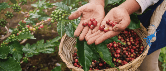 The Precise Art of Harvesting Coffee Cherries - Merlo Coffee
