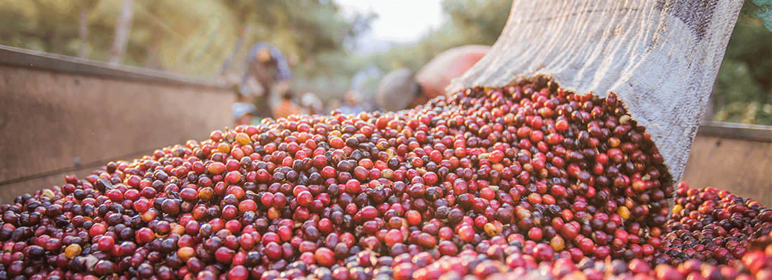Guatemala RFA Organic | January 2022 – Merlo Coffee