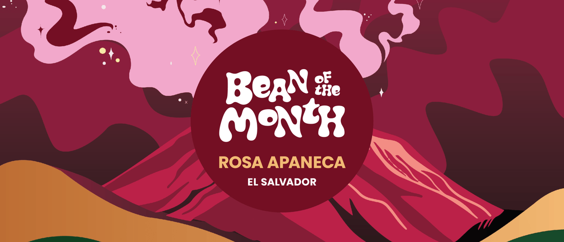 EL SALVADOR ROSA APANECA | December 2024 - Merlo Coffee