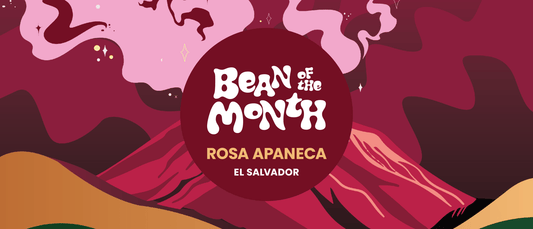EL SALVADOR ROSA APANECA | December 2024 - Merlo Coffee