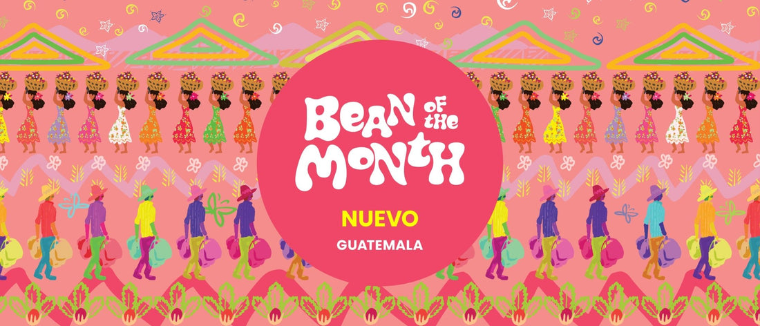 GUATEMALA NUEVO | July 2024 - Merlo Coffee