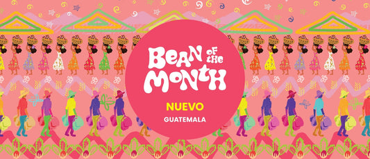 GUATEMALA NUEVO | July 2024 - Merlo Coffee