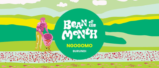 BURUNDI NGOGOMO | June 2024 - Merlo Coffee