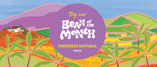 KENYA ENDEBESS | May 2024 - Merlo Coffee