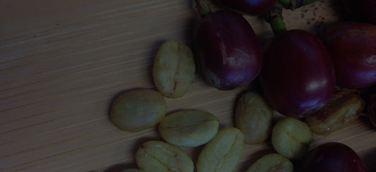 What is Cascara? | All About Coffee Cherry Tea - Merlo Coffee