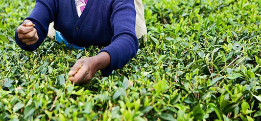 The History of Tea - Merlo Coffee