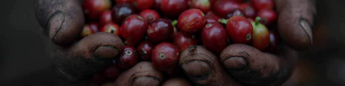 Who Discovered Coffee? - Merlo Coffee