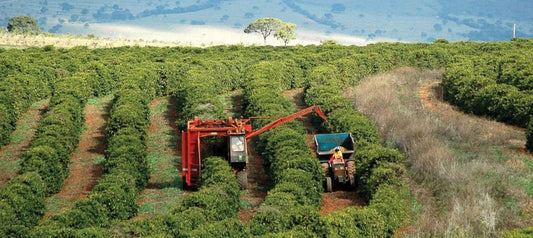 Harvesting coffee cherries - Merlo Coffee