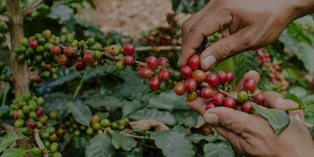 Explaining Specialty Coffee - Merlo Coffee