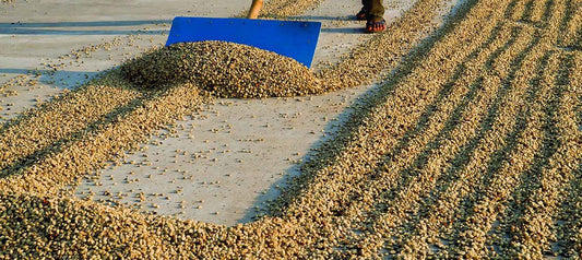 Coffee processing methods - Merlo Coffee