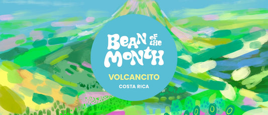 COSTA RICA VOLCANCITO | November 2024 - Merlo Coffee