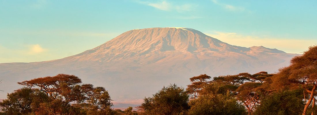 Tanzania Kilimanjaro AA | October 2021 - Merlo Coffee