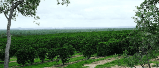 Wait... Australia Grows Coffee Beans? - Merlo Coffee