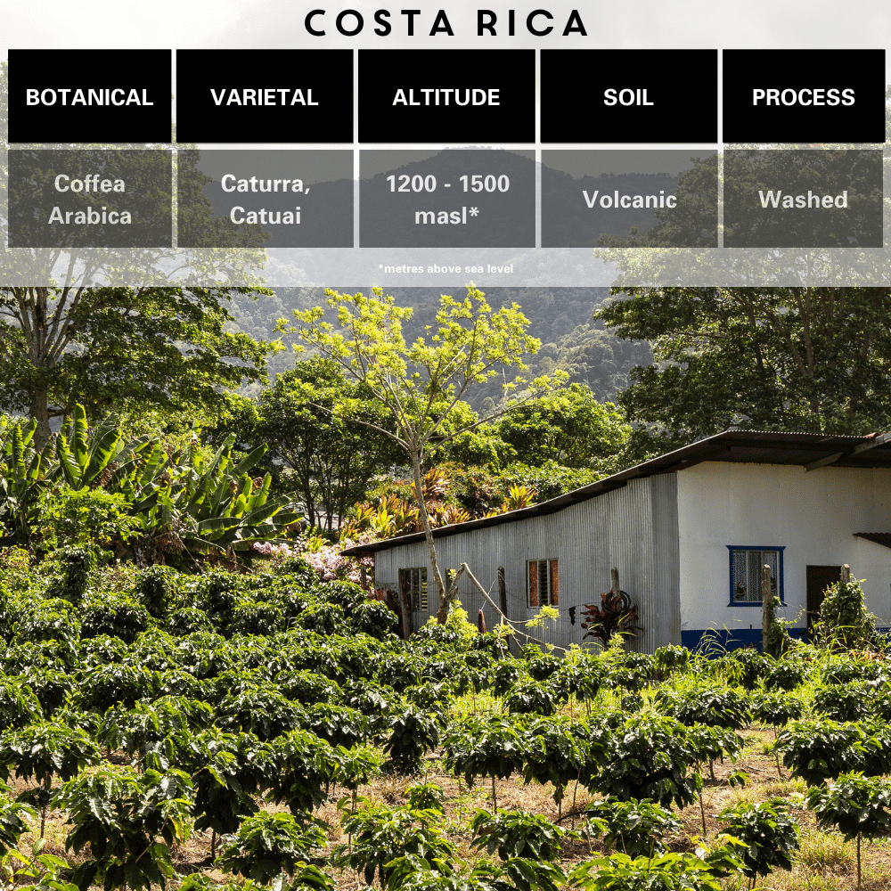 Costa Rica Botanical, Varietal, Altitude, Soil and Washed Process of beans
