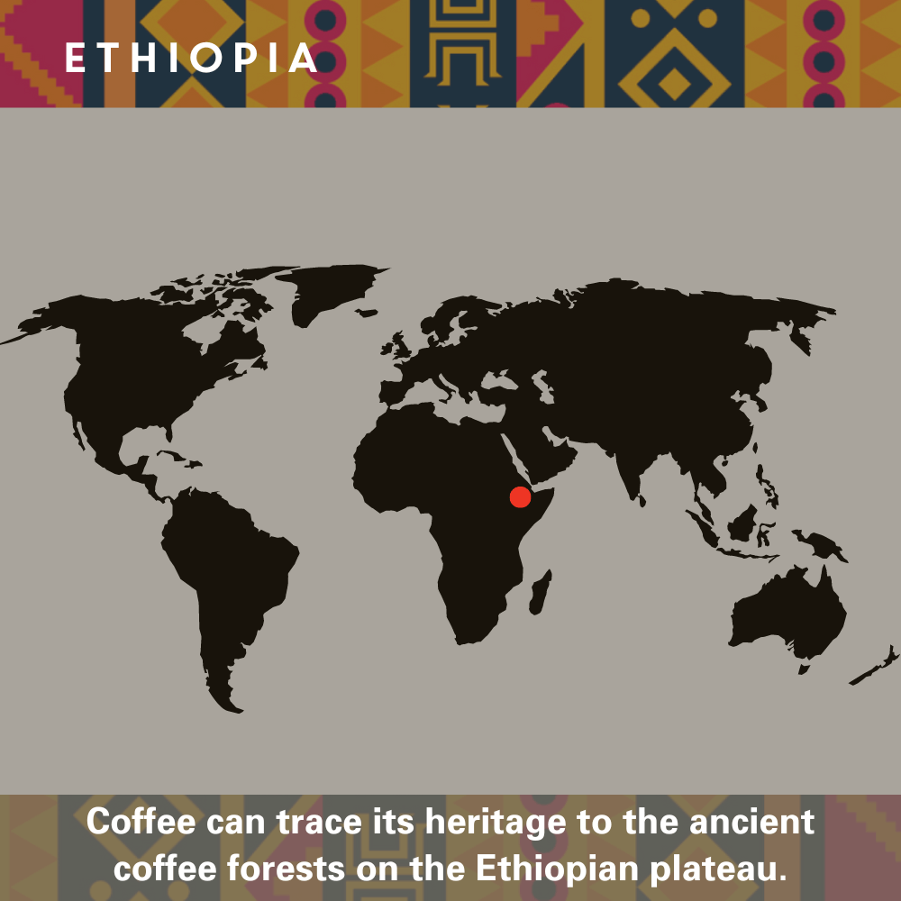 Ethiopia Single Origin Coffee