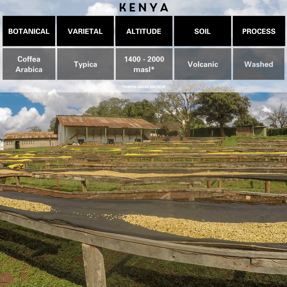 Kenya Botanical, Varietal, Altitude, Soil and Washed Process of Single Origin for Merlo