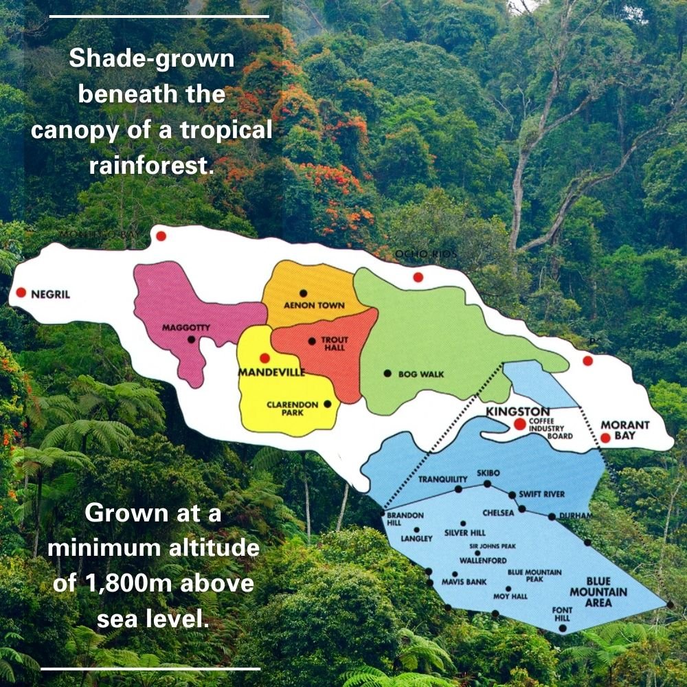 Jamaica Blue Mountain Limited Edition Coffee