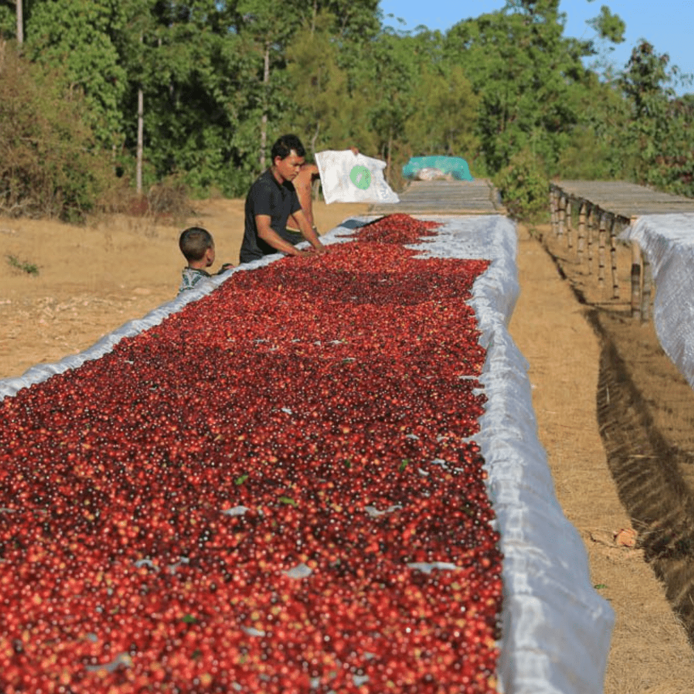 Kolega Timor Peaberry Limited Edition Coffee